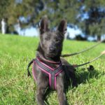 Mischling Orlando, 05/2023, ca. 65 cm