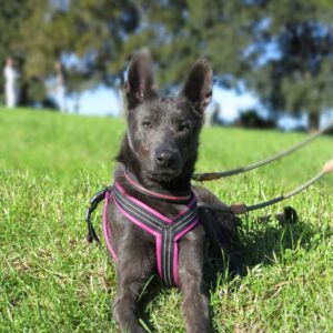 Mischling Orlando, 05/2023, ca. 65 cm