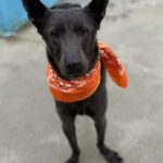 Mischling Orlando, 05/2023, ca. 65 cm