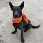 Mischling Orlando, 05/2023, ca. 65 cm