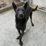 Mischling Orlando, 05/2023, ca. 65 cm