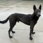 Mischling Orlando, 05/2023, ca. 65 cm