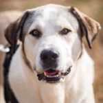 Mastin Pancho, 02/2020, ca. 70 cm