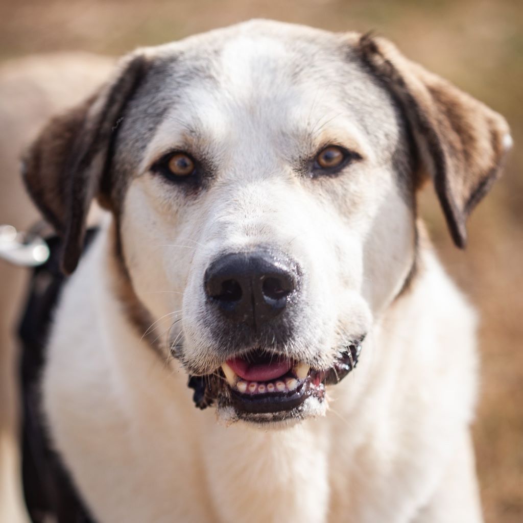 Mastin Pancho, 02/2020, ca. 70 cm