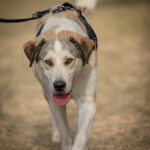 Mastin Pancho, 02/2020, ca. 70 cm