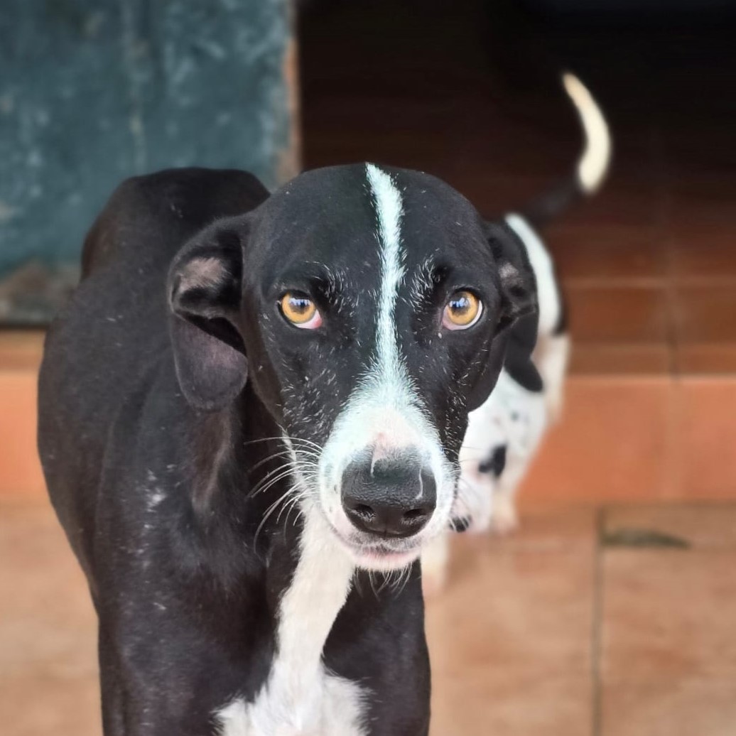 Galgo Pandora, 10/2023, ca. 60 cm