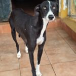 Galgo Pandora, 10/2023, ca. 60 cm