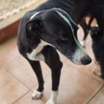 Galgo Pandora, 10/2023, ca. 60 cm