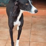 Galgo Pandora, 10/2023, ca. 60 cm