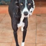 Galgo Pandora, 10/2023, ca. 60 cm