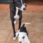 Galgo Pandora, 10/2023, ca. 60 cm