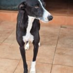 Galgo Pandora, 10/2023, ca. 60 cm