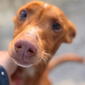 Podenco Panete, 11/2018, ca. 45 cm