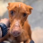 Podenco Panete, 11/2018, ca. 45 cm