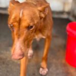 Podenco Panete, 11/2018, ca. 45 cm