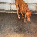 Podenco Panete, 11/2018, ca. 45 cm