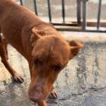 Podenco Panete, 11/2018, ca. 45 cm