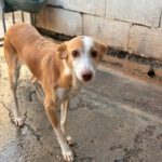 Podenco Pantoja, 08/2020, ca. 45 cm