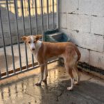 Podenco Pantoja, 08/2020, ca. 45 cm