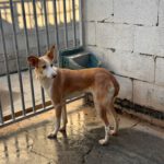 Podenco Pantoja, 08/2020, ca. 45 cm