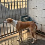 Podenco Pantoja, 08/2020, ca. 45 cm