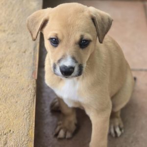 Galgo Mischling Patri, 10/2025 Endgröße ca. 60 cm