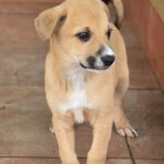 Galgo Mischling Patri, 10/2025 Endgröße ca. 60 cm