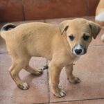 Galgo Mischling Patri, 10/2025 Endgröße ca. 60 cm