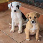 Galgo Mischling Patri, 10/2025 Endgröße ca. 60 cm