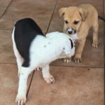 Galgo Mischling Patri, 10/2025 Endgröße ca. 60 cm