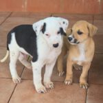 Galgo Mischling Patri, 10/2025 Endgröße ca. 60 cm