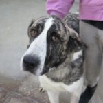 Mastin Mischling Pebbles, 10/2024 , ca. 70 cm