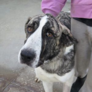 Mastin Mischling Pebbles, 10/2024 , ca. 70 cm