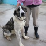 Mastin Mischling Pebbles, 10/2024 , ca. 70 cm