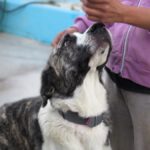 Mastin Mischling Pebbles, 10/2024 , ca. 70 cm