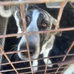 Mastin Mischling Pebbles, 10/2024 , ca. 70 cm