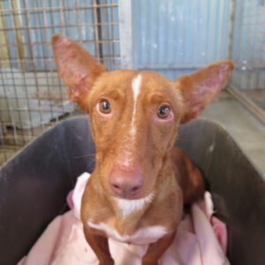 Podenco Perry, 11/2022, ca. 40 cm