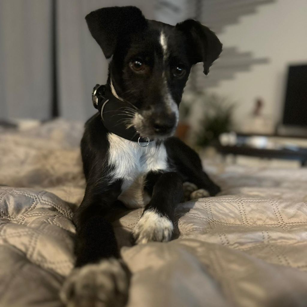 Mischling Persil, 08/2025, Endgröße ca. 40 cm, 46242 Bottrop