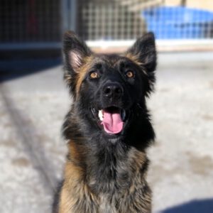 Malinois-Mischling Pili, 03/2025, ca. 55 cm