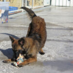 Malinois-Mischling Pili, 03/2025, ca. 55 cm