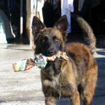 Malinois-Mischling Pili, 03/2025, ca. 55 cm