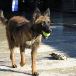 Malinois-Mischling Pili, 03/2025, ca. 55 cm