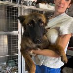 Malinois-Mischling Pili, 03/2025, ca. 55 cm