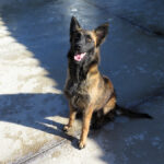 Malinois-Mischling Pili, 03/2025, ca. 55 cm