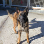 Malinois-Mischling Pili, 03/2025, ca. 55 cm