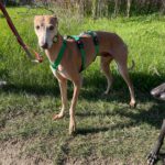 Galgo Pirata, 07/2020, ca. 60 cm