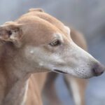 Galgo Pirata, 07/2020, ca. 60 cm