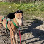 Galgo Pirata, 07/2020, ca. 60 cm