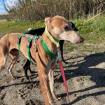 Galgo Pirata, 07/2020, ca. 60 cm