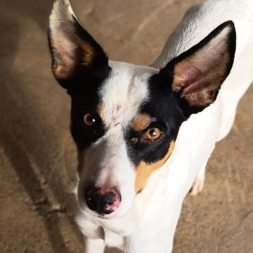 Bodeguero Mischling Pituso, 09/2024, ca. 53 cm